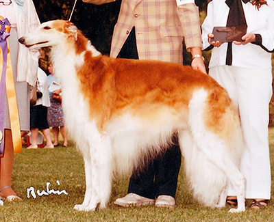 Top Conformation Borzoi 1984